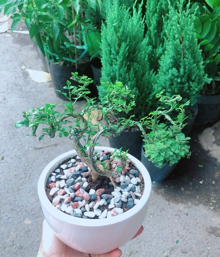 Chậu Cây Cần Thăng