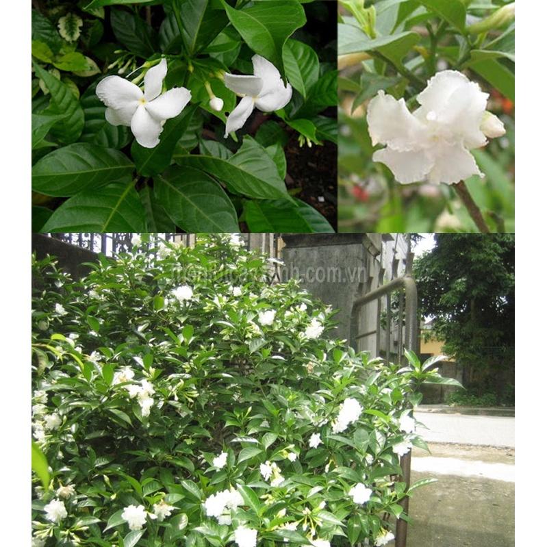 HOA NGỌC BÚT CÁNH KÉP - cây size to