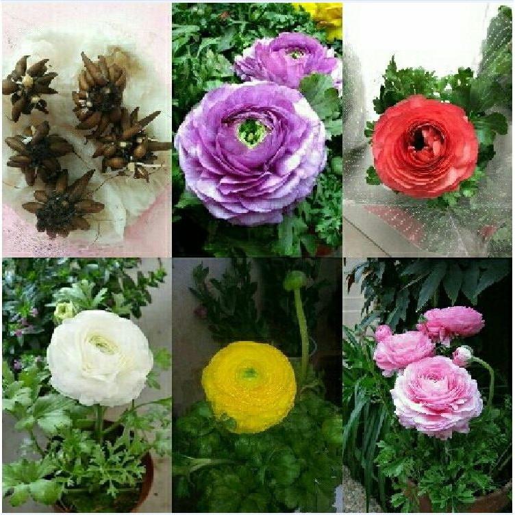 Bộ 5 củ hoa hồng mao lương. tím cam trắng hồng vàng