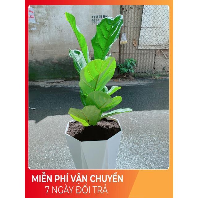 Chậu Bàng Singapore cao 90cm