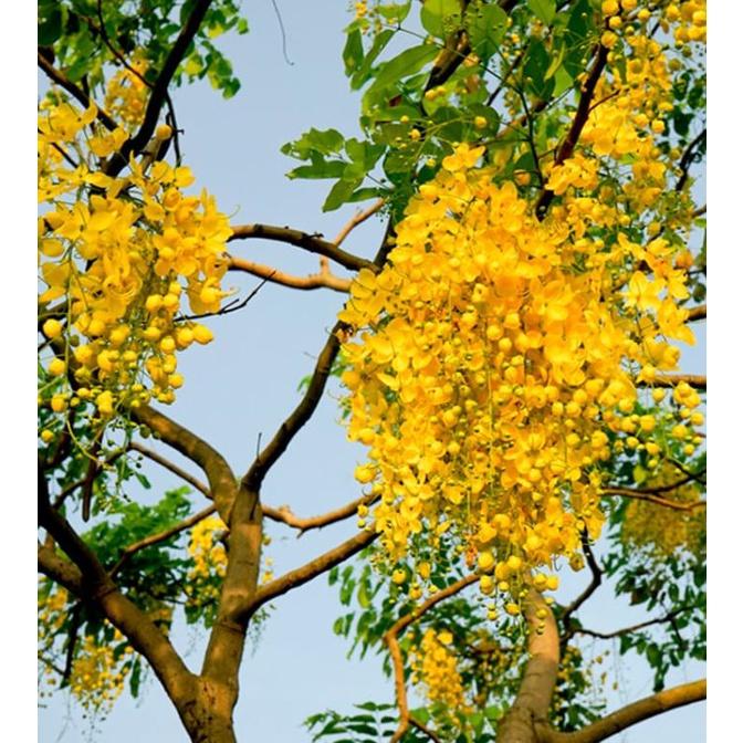 Hạt giống hoa muông hoàng yến  - Gói 20 hạt