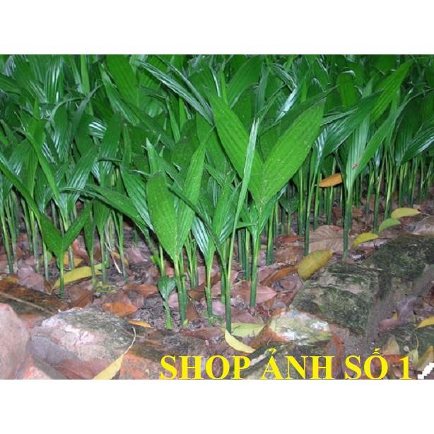 Cây cau tứ thì , ra quả quanh năm