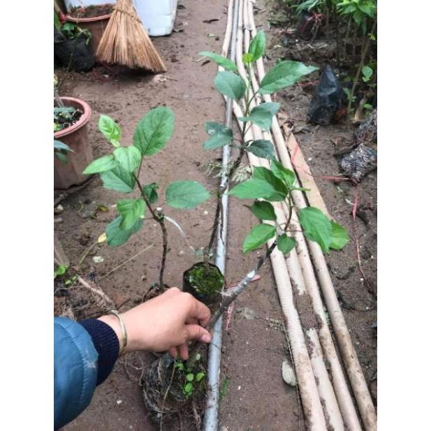 Táo Lùn Đỏ F1 tặng 2 cây chè xanh