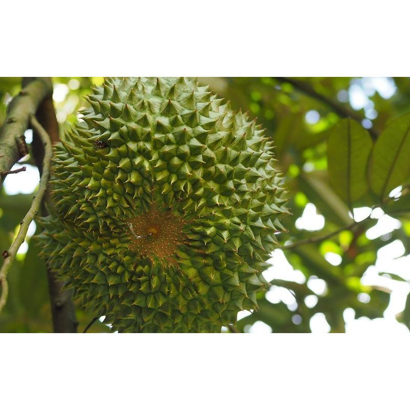 CÂY Giống sầu riêng Black Thorn