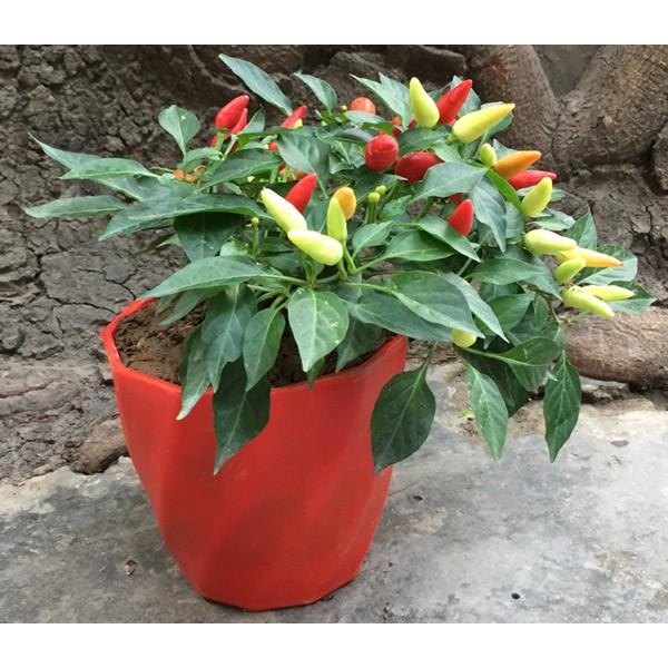 Chậu nhựa tròn trồng hoa xoắn kích thước 13cm x 12cm