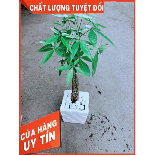 Chậu Kim Ngân Thắt Bính