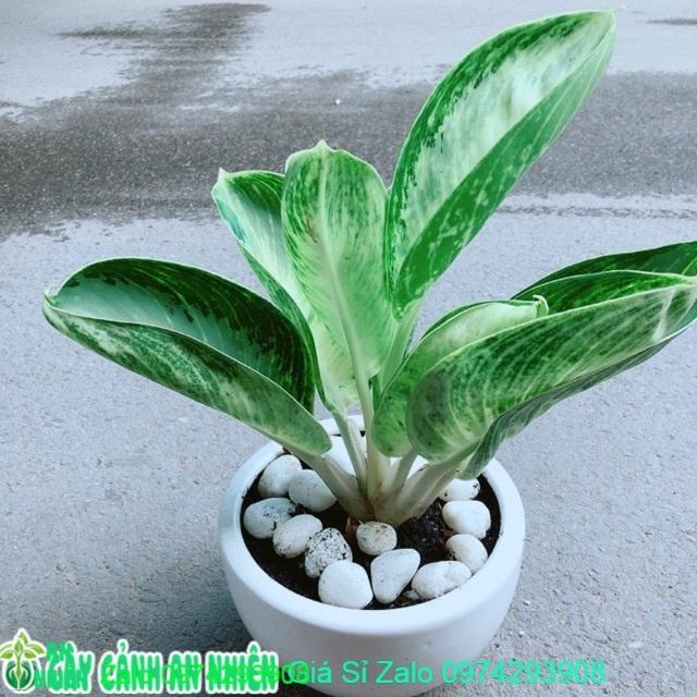 Chậu Cây Phát Tài