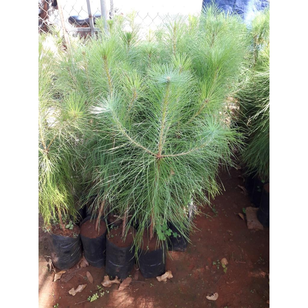CÂY GIỐNG THÔNG BA LÁ
