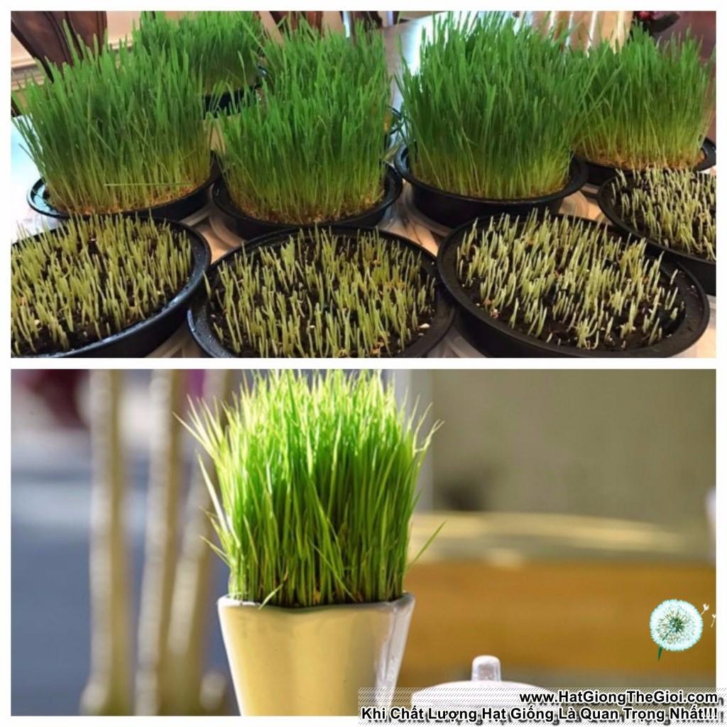 1Kg Hạt Giống Cỏ Lúa Mì Đỏ Cỏ Mèo Wheatgrass (A2.205| W20*V34)