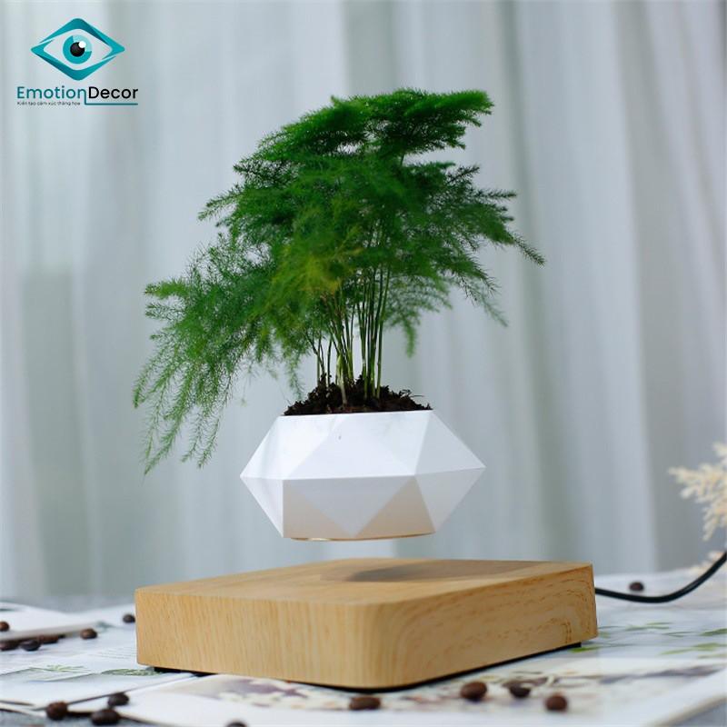 Chậu cây BAY LƠ LỬNG để bàn - Air Bonsai (Quà tặng đẹp độc lạ)