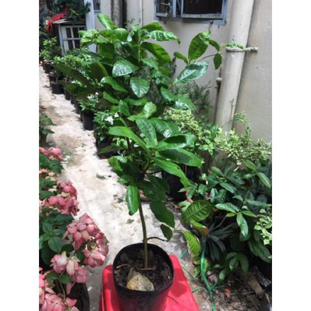 Cây mai xanh thái siêu hoa