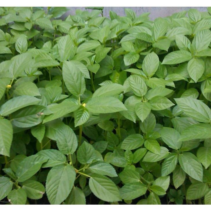 Hạt giống Rau đay trắng/ rau đay đỏ, đóng gói 10gr