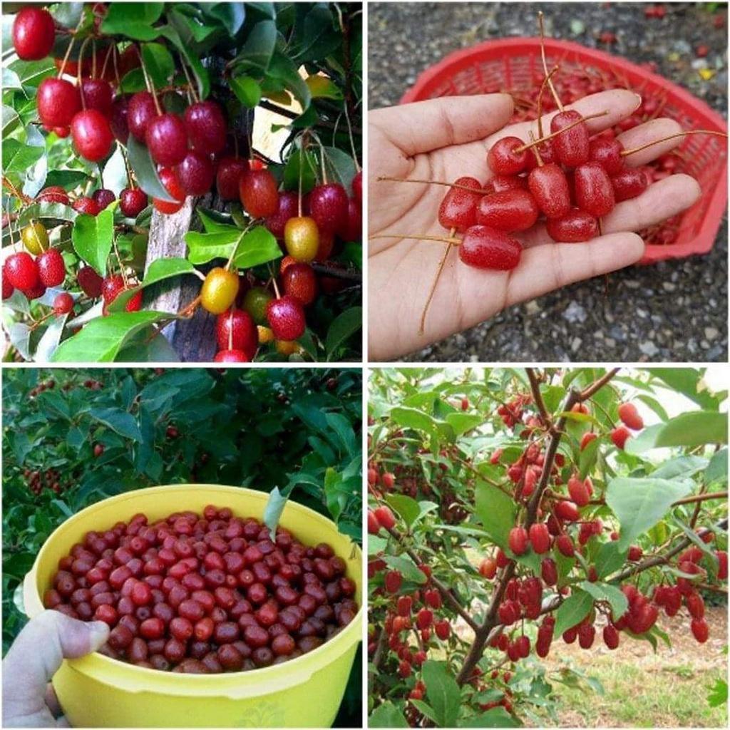 Cây giống Nhót ngọt MỸ SIÊU QUẢ .
