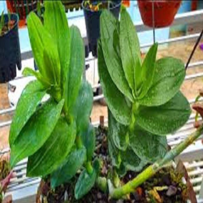 Hoa lan phi điệp- mít xuân sơn
