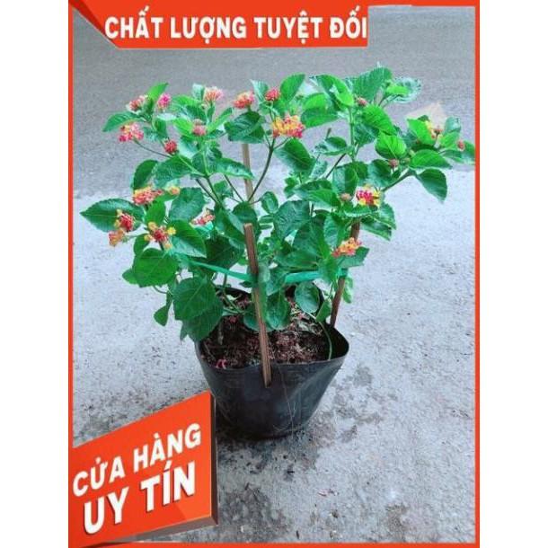 Hoa Ngũ Sắc