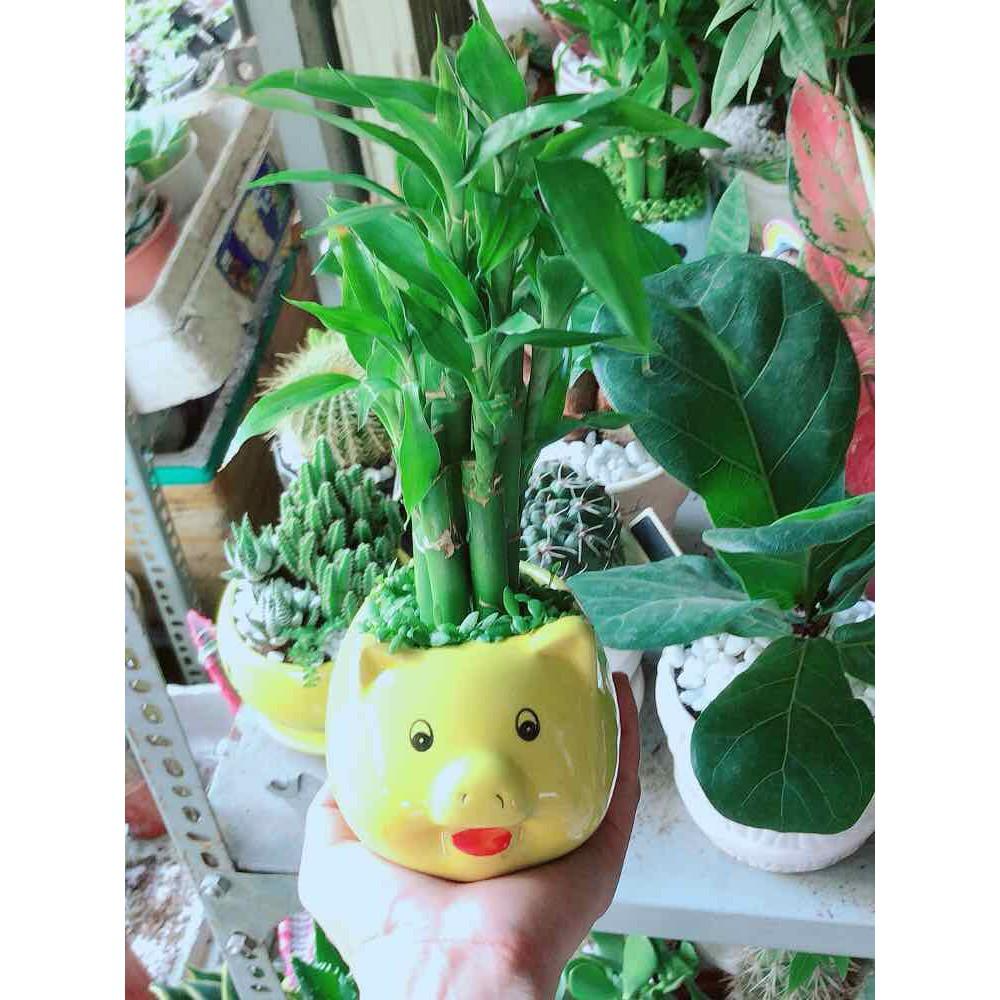 Chậu Phát Tài Bán Chạy