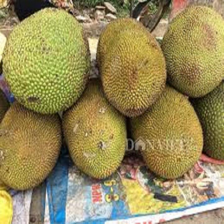 CÂY GIỐNG MÍT TA CAO 40-60CM