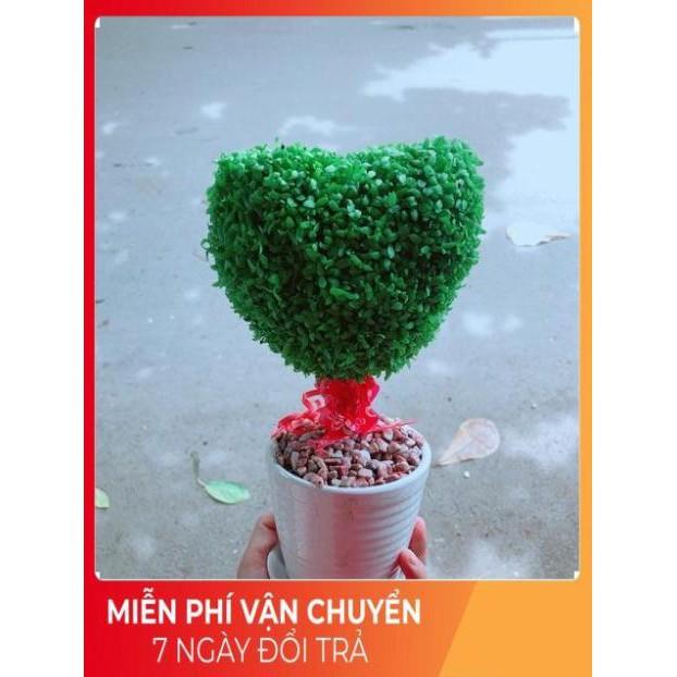 Chậu Cây May Mắn Trái Tim