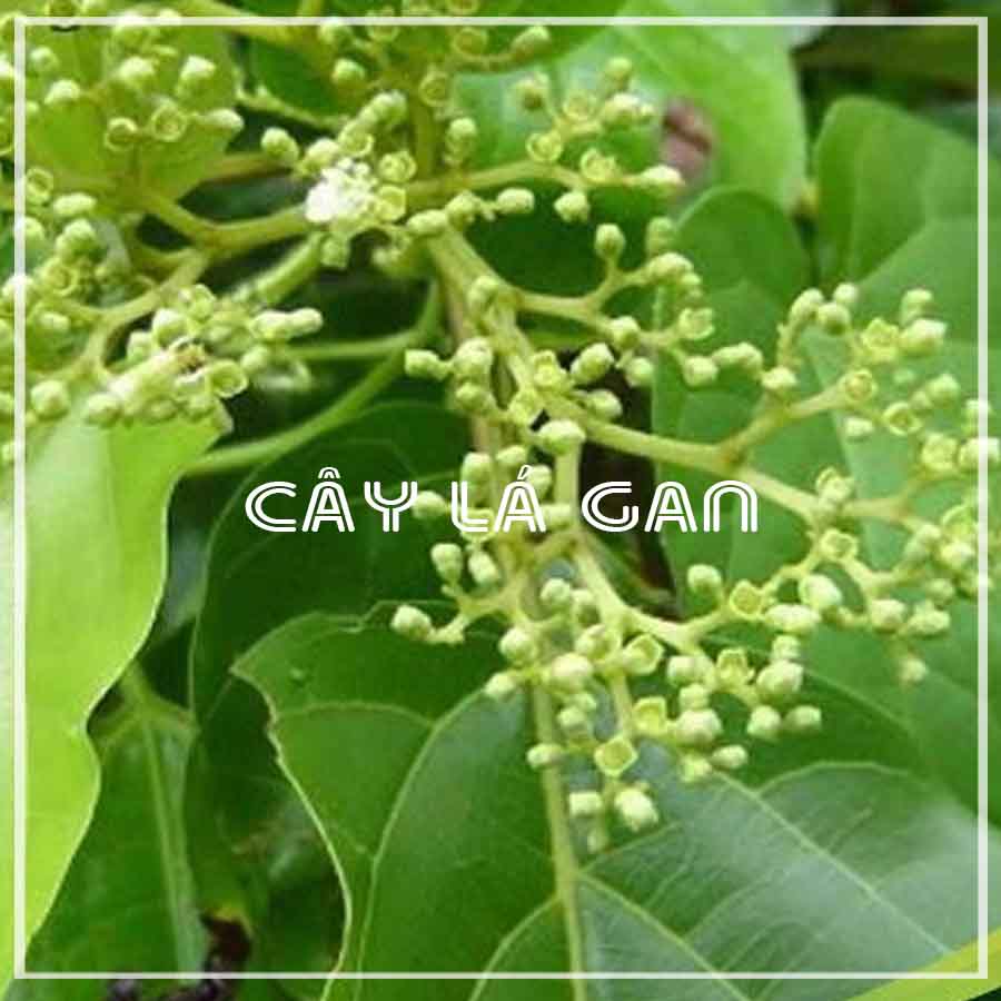 1KG Trà Cây Lá Ga.n khô sạch