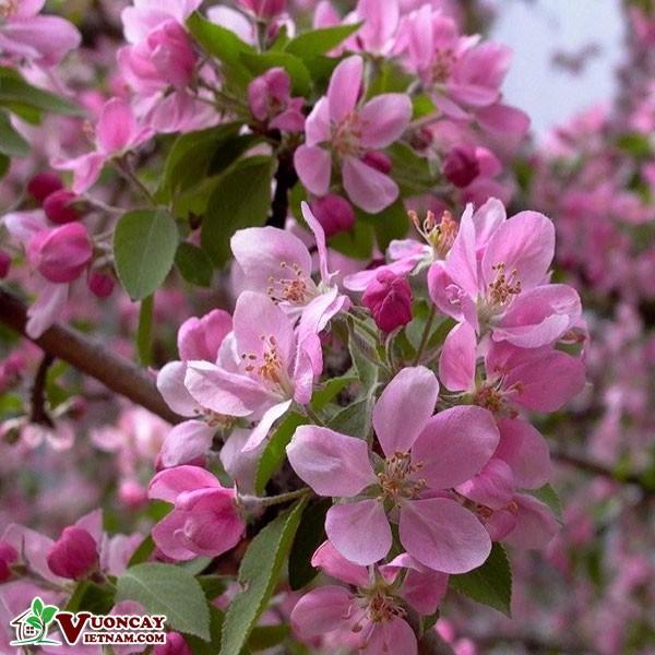 Cây giống hoa anh đào nhật bản