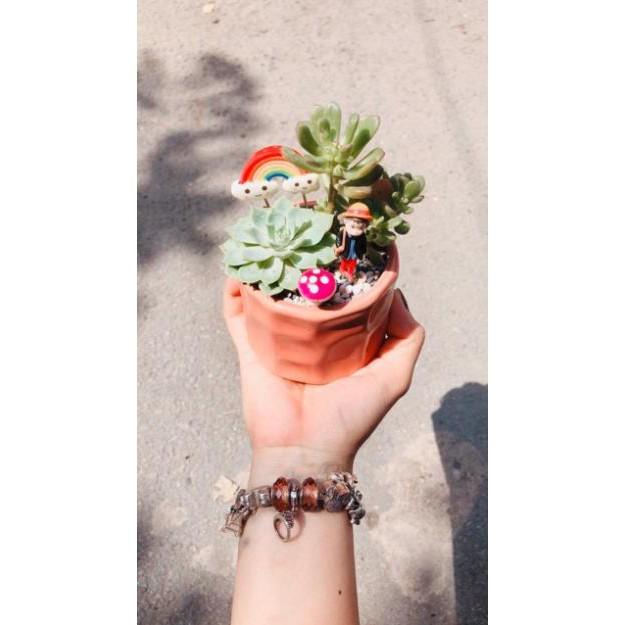 Chậu sen đá tiểu cảnh 03