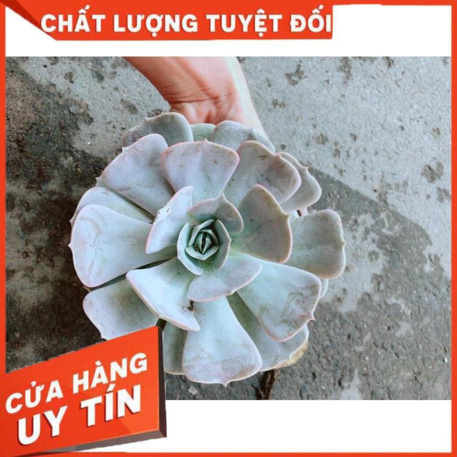 Chậu Sen Đá Hồng Nhiều Người Mua