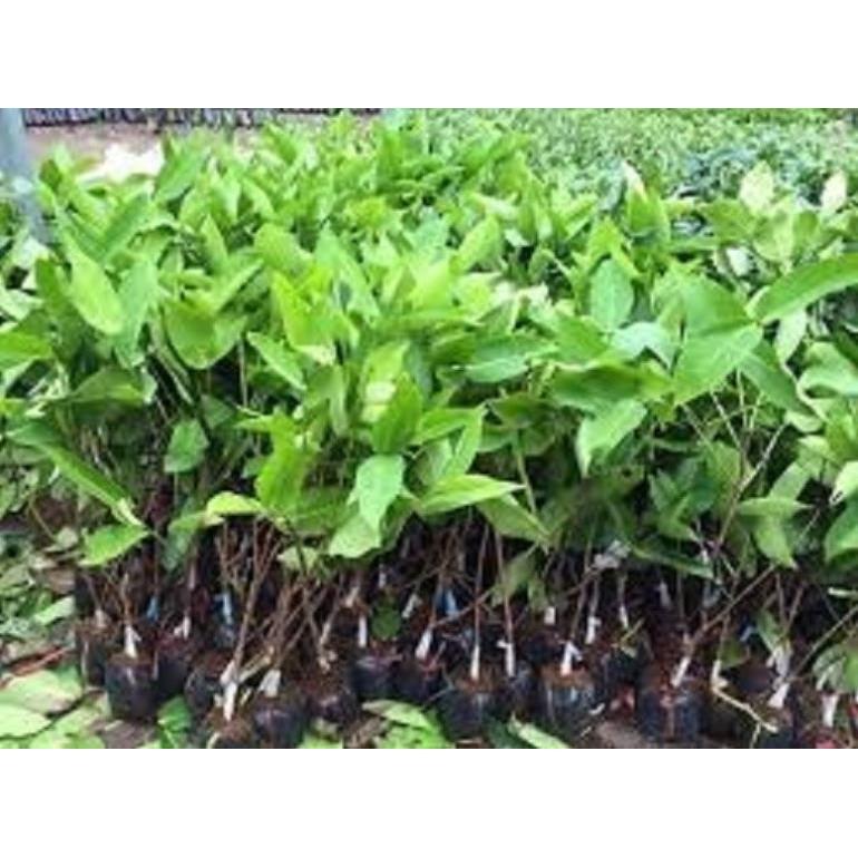 COMBO 2 CÂY GIỐNG ROI ĐỎ THÁI LAN sai quả ngọt mát - Cây giống chuẩn F1