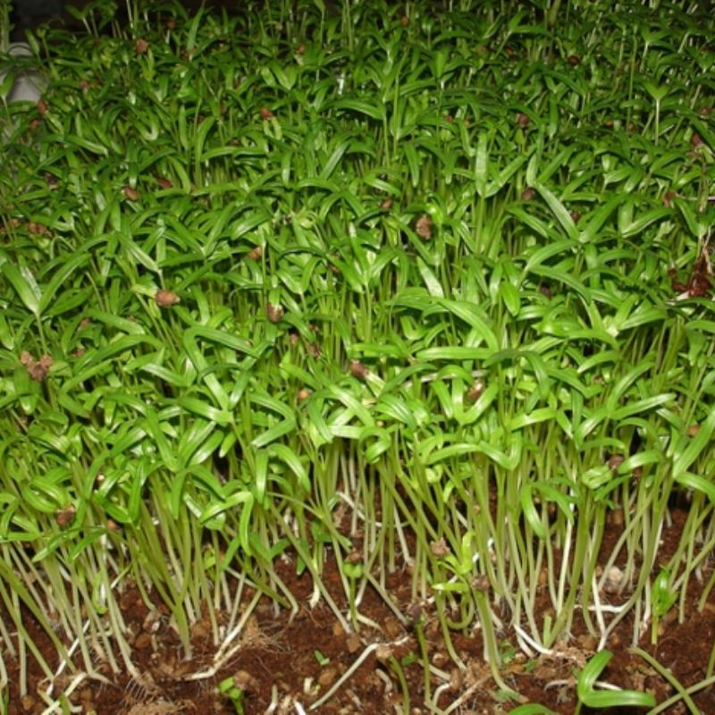 Hạt rau mầm rau muống Thái Lan siêu giòn ngọt - 1kg