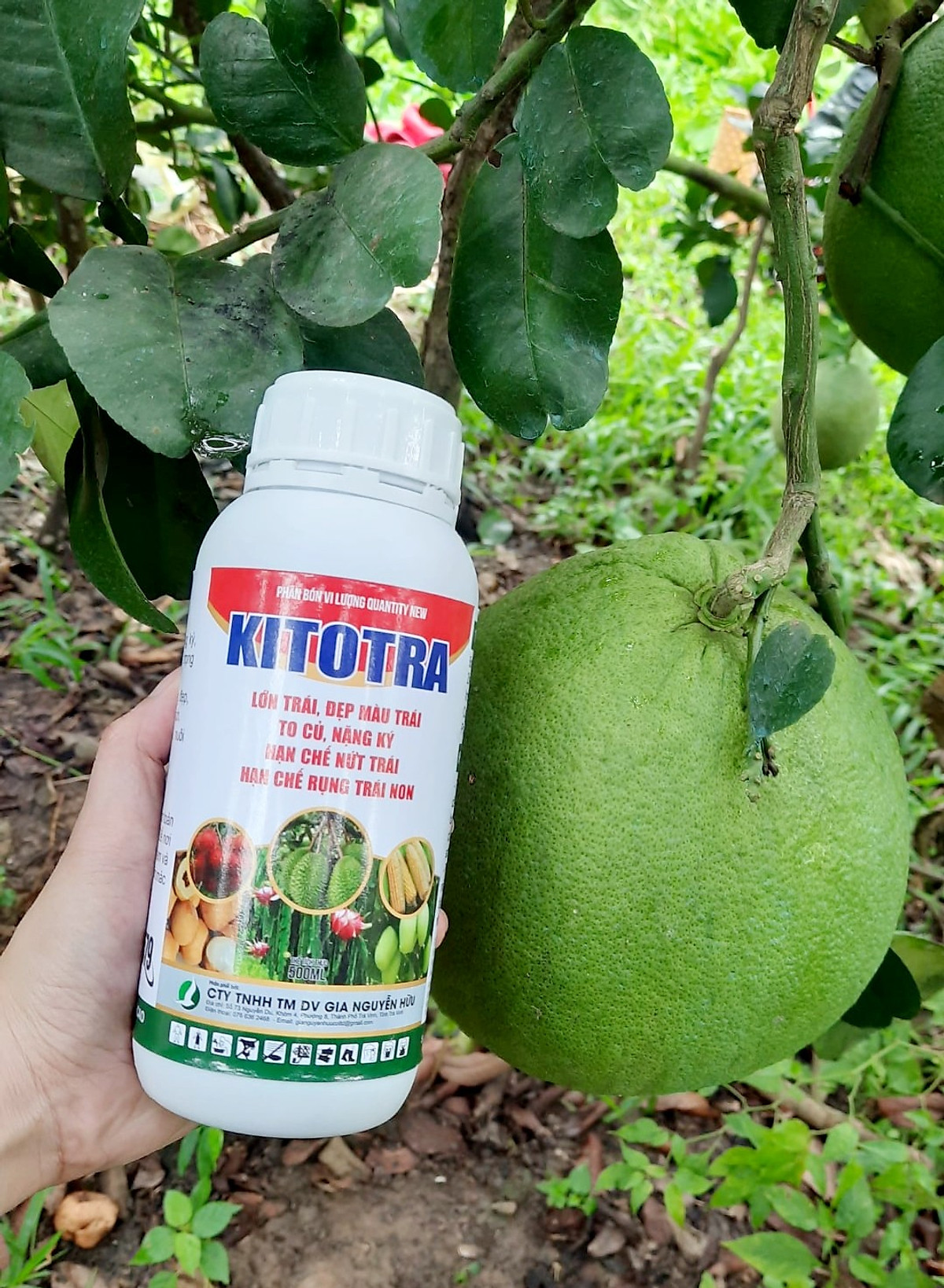 PHÂN BÓN LÁ SIÊU LỚN TRÁI, NẶNG CÂN, NGON NGỌT - KITOTRA 500ML
