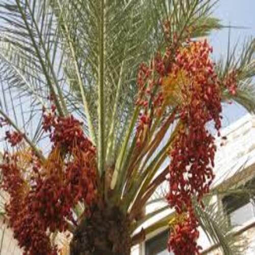 CÂY GIỐNG CHÀ LÀ TRUNG ĐÔNG SIÊU QUẢ