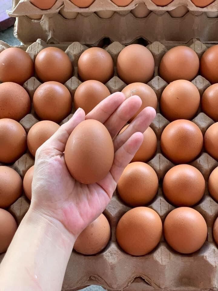 Trứng gà công nghiệp 30 quả - HNH Food Farm