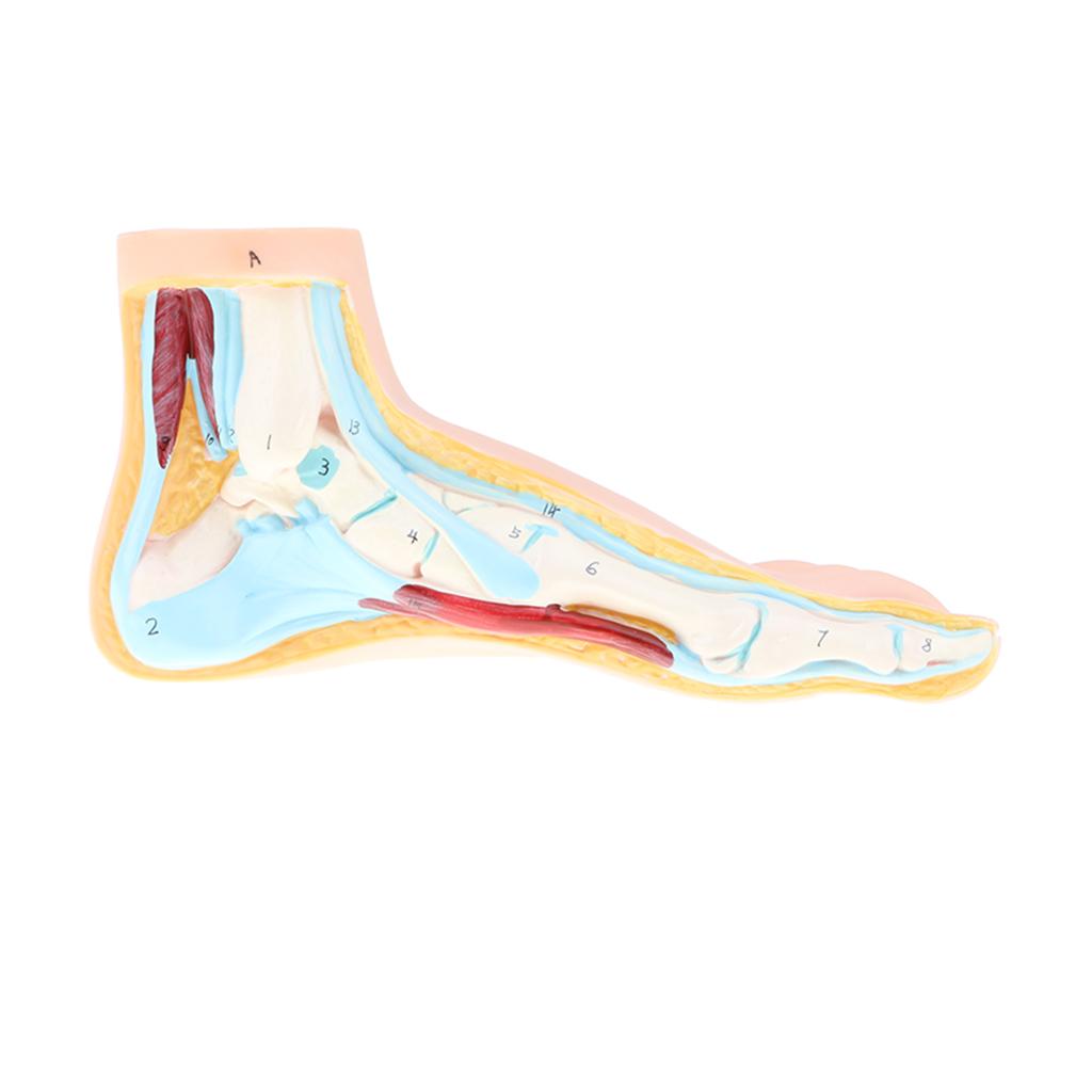 1:1 Lifesize Human Normal Foot Model with Ligaments Bones Muscles Anatomical Model Kit