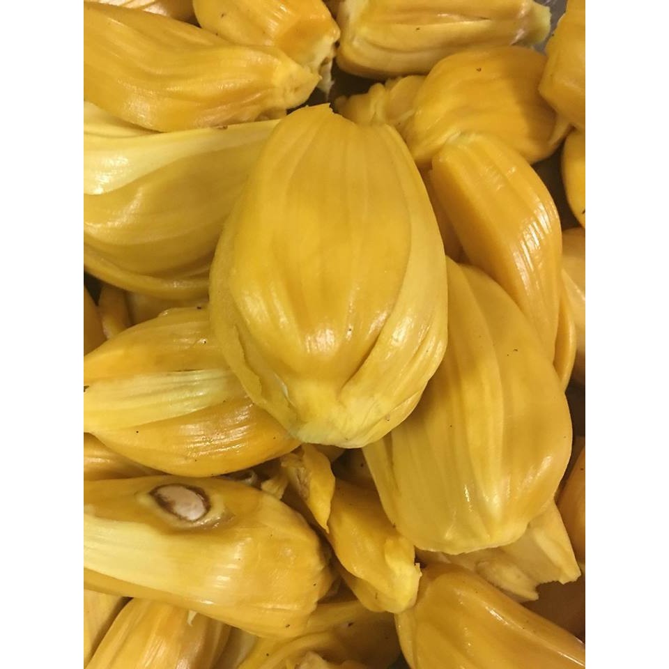 Cây Giống Mít nghệ tứ quý