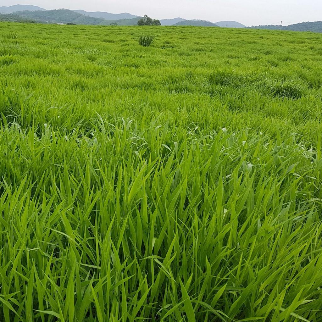 1kg Hạt giống cỏ RUZI - chỏ chịu dẫm đạp - Hạt giống cỏ chăn nuôi loại 1