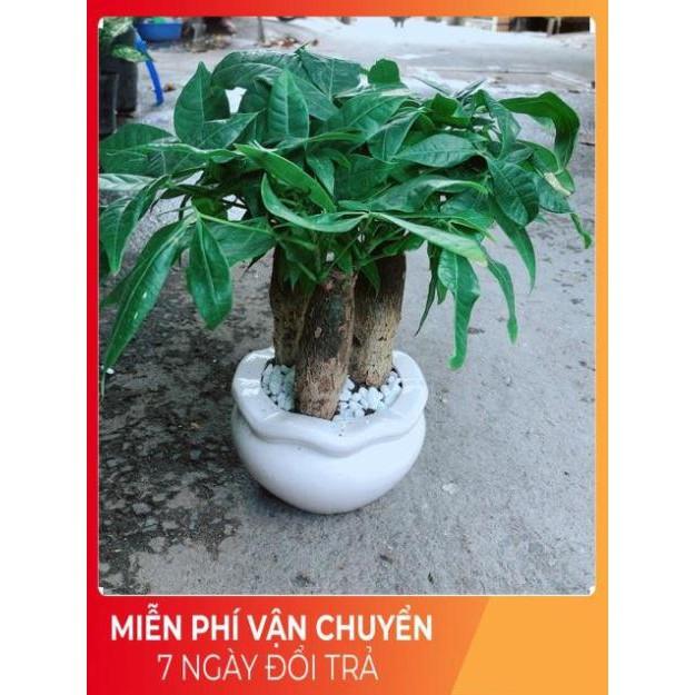 Chậu Kim Ngân 3 Thân