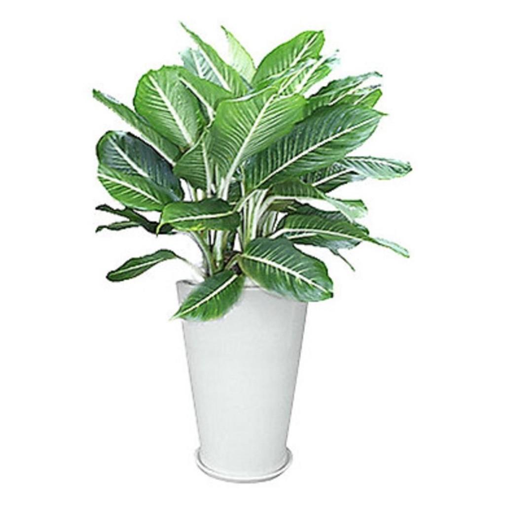 Cây Oai Hùng - CÂY Để Bàn mang lại tài lộc cho bạn