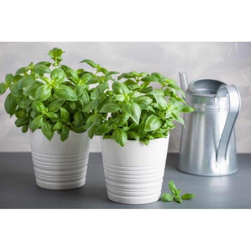 Hạt giống Húng Tây Ngọt Basil - Gia vị âu