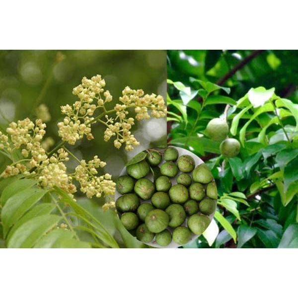 Cây Sấu quả chùm siêu năng suất - cây giống to khỏe, nhanh trái