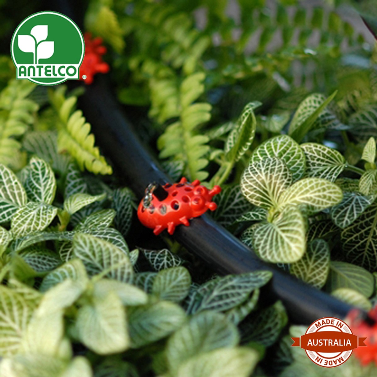 Bộ 100 béc tưới cây Ladybug. Xuất xứ: Australia.