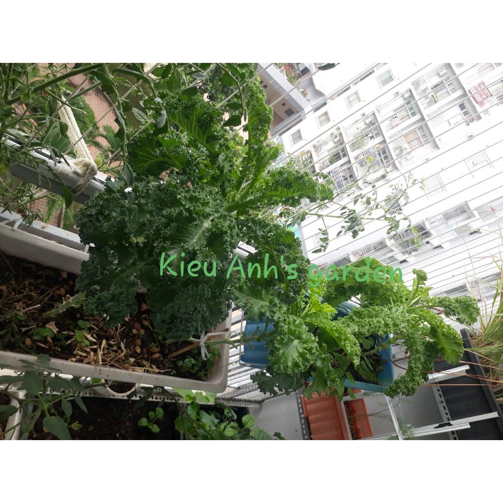 Hạt giống Cải xoăn KALE, đóng gói 2gr