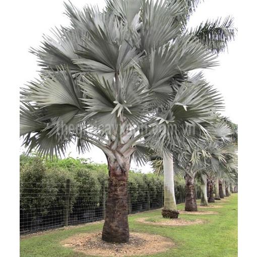 Cây kè bạc giống