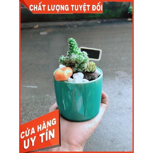 Chậu Xương Rồng Tiểu Cảnh