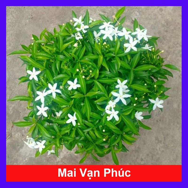 Mai Vạn Phúc - cây cảnh vườn + Tặng phân bón cho cây mau lớn