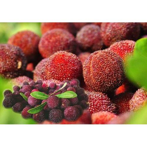 CÂY GIỐNG HOA THANH MAI