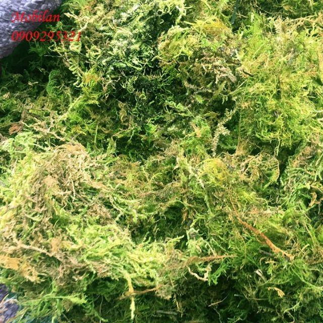 RÊU RỪNG TRỒNG LAN