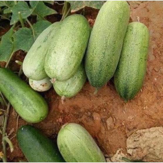 Gói 10 hạt giống dưa chuột mèo quả to đùng