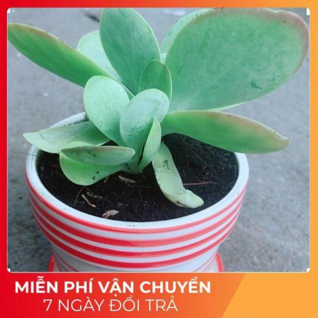 Sen Đá Cánh Bướm