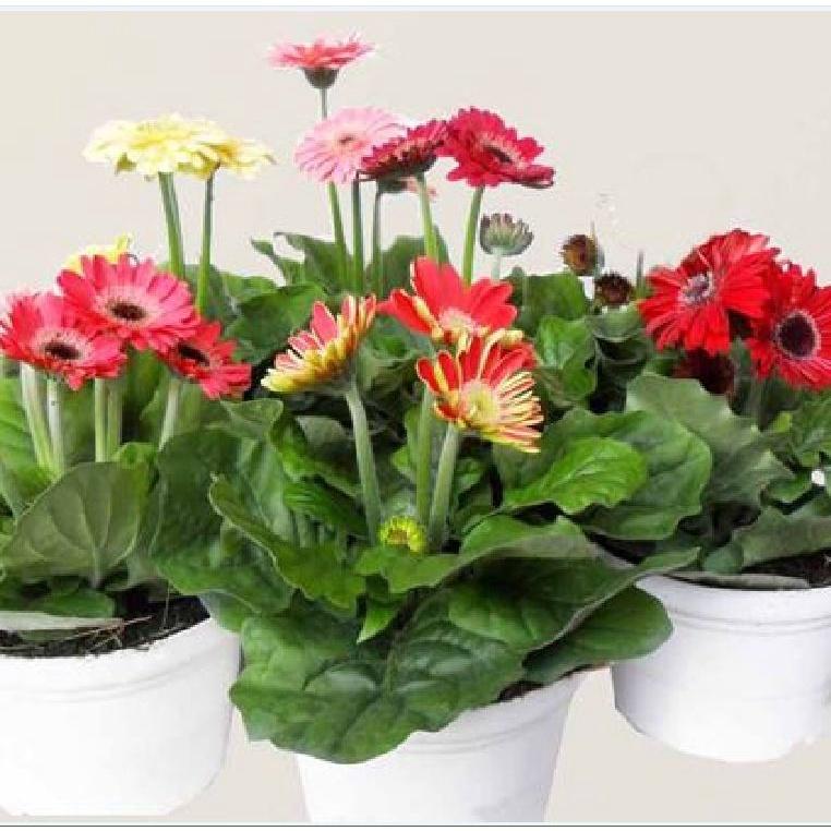 Hạt Giống Hoa Cúc Đồng Tiền F1 Nhiều Màu CT419 - Gói 10 hạt