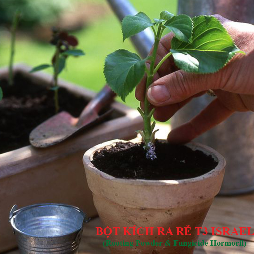 Nhập Khẩu Bột Kích Ra Rễ Israel cho cây thân Thảo, thân Mềm Hormoril T3 có thành phần ngăn ngừa nấm bệnh cho rễ con