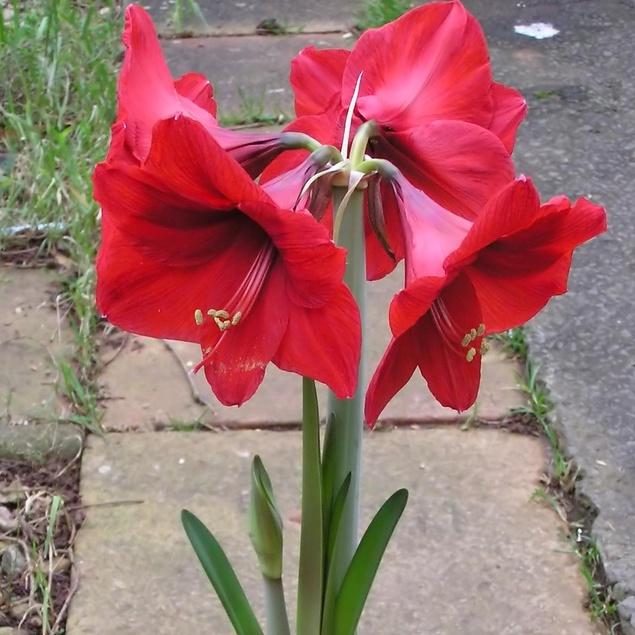 1 Củ  hoa huệ tây hoa đỏ nhung